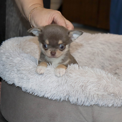 Валентра стар