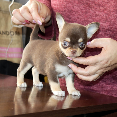 Валентра стар