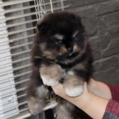 Валентра стар