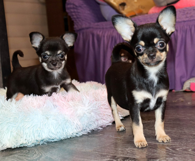 Валентра стар