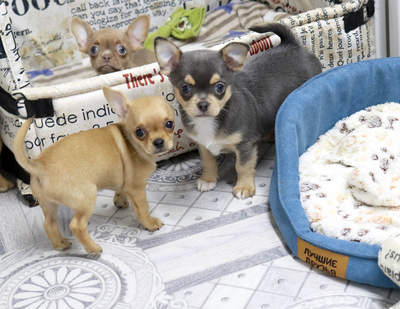 Валентра стар