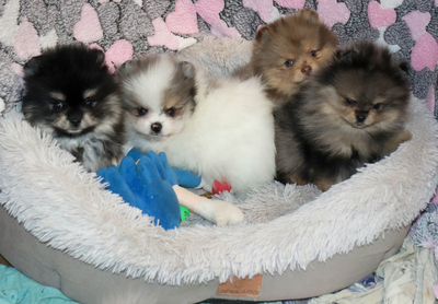 Валентра стар