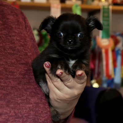 Валентра стар