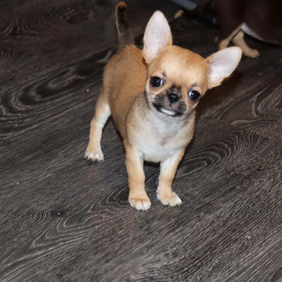 Валентра стар