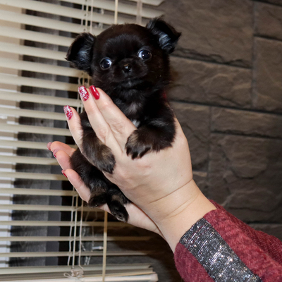 Валентра стар