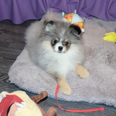 Продается Мраморный шпиц