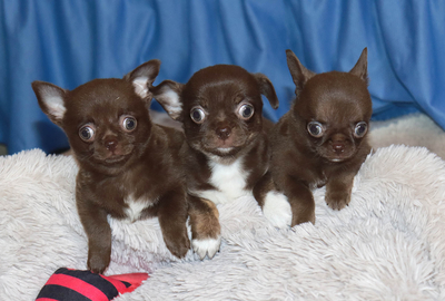 Валентра стар