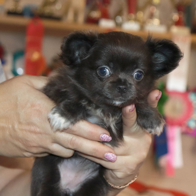 Валентра стар