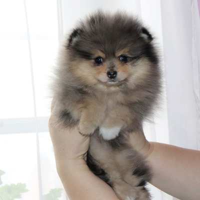 Валентра стар