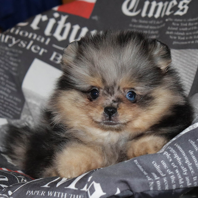 Продается Мраморный шпиц