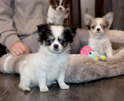 Валентра стар