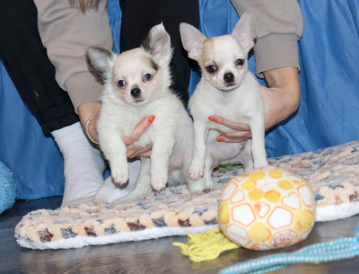 Валентра стар