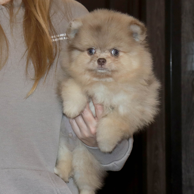 Валентра стар