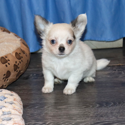 Валентра стар