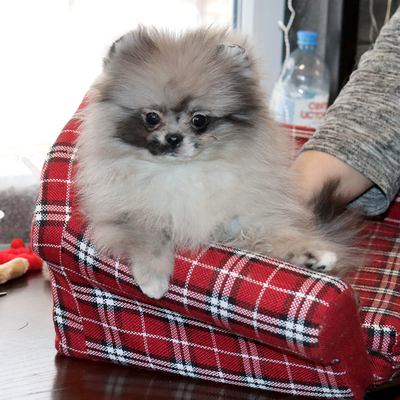 Продается Мраморный шпиц в Москве