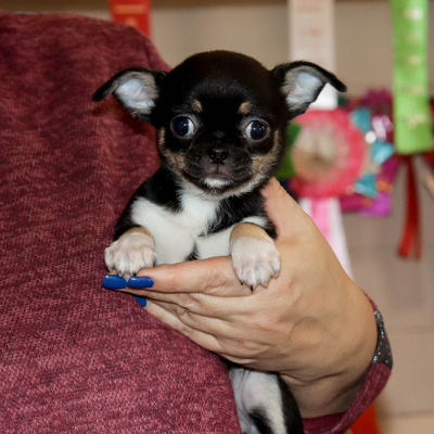 Валентра стар