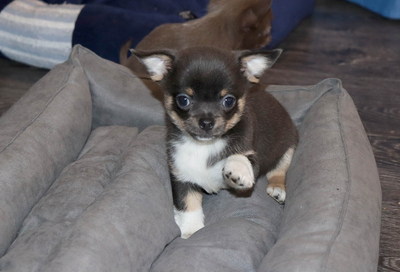 Валентра стар