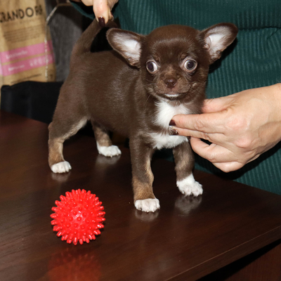 Продается Шоколадная чихуахуа