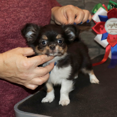 Валентра стар