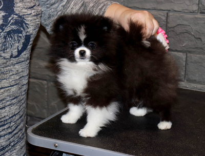 Валентра стар