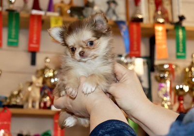 Валентра стар