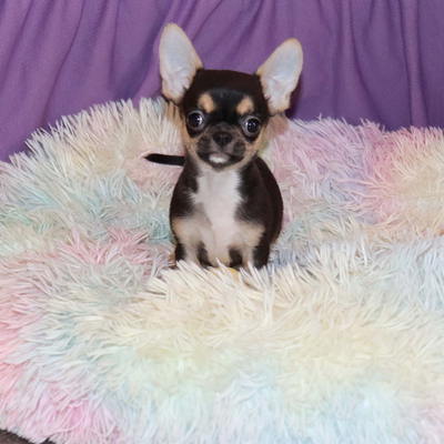 Валентра стар