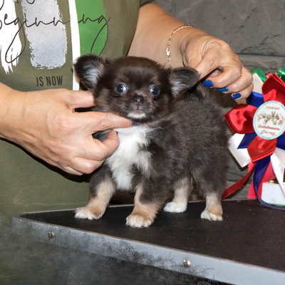 Продается Голубая чихуахуа