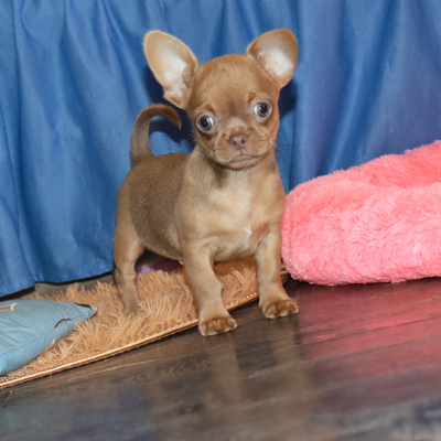 Продается Щенок Чихуахуа