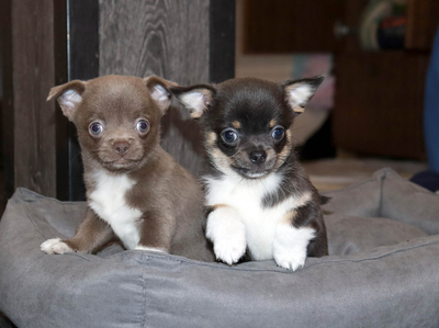 Валентра стар