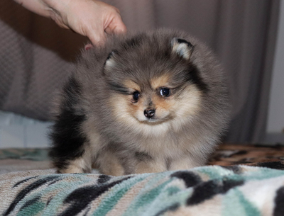 Валентра стар