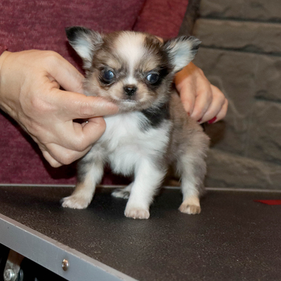 Валентра стар