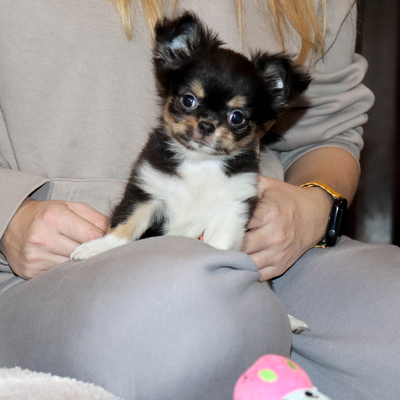 Продается Купить Чихуа в Москве