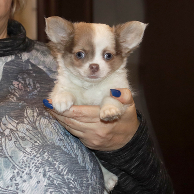 Валентра стар