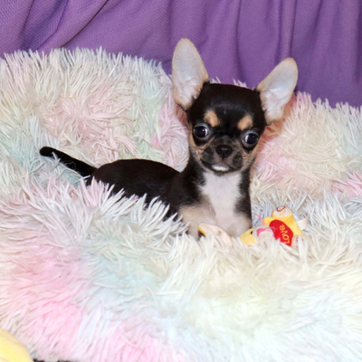 Валентра стар