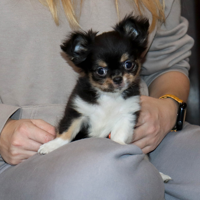 Валентра стар