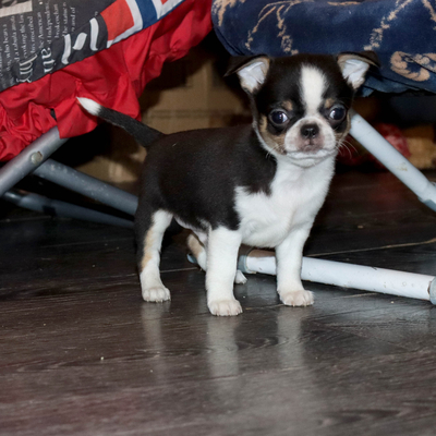 Валентра стар