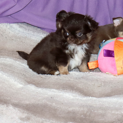 Валентра стар