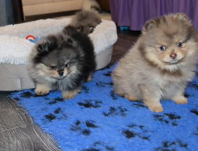 Валентра стар