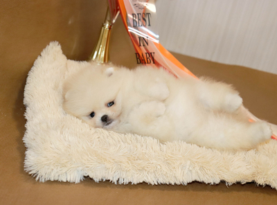 Валентра стар