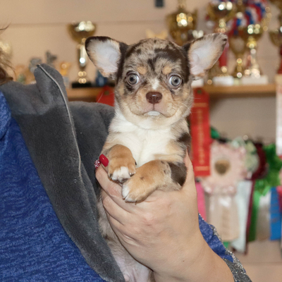 Продается Мраморный чихуахуа