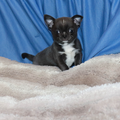 Валентра стар