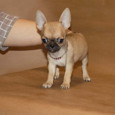 Валентра стар