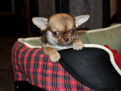 Валентра стар