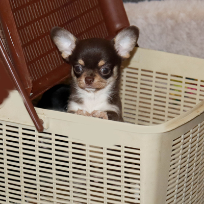 Валентра стар