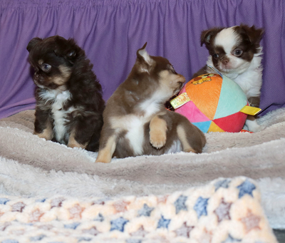 Валентра стар