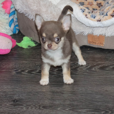 Валентра стар