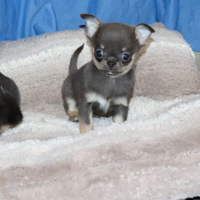 Продается Голубая чихуахуа