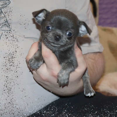 Продается Голубая чихуахуа