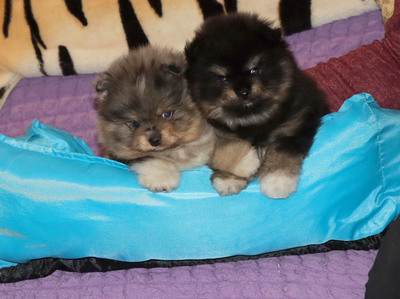 Валентра стар