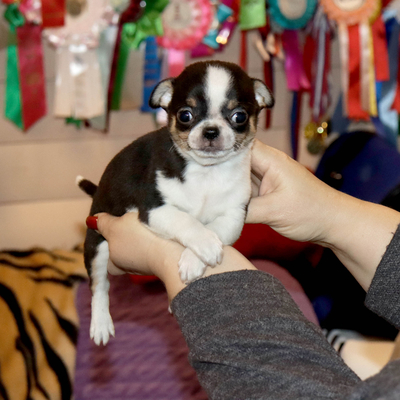 Валентра стар